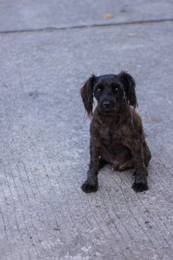 Tay siyah sokak köpeği Caddesi üzerinde