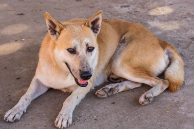 Tay sokak köpeği, evde beslenen hayvan