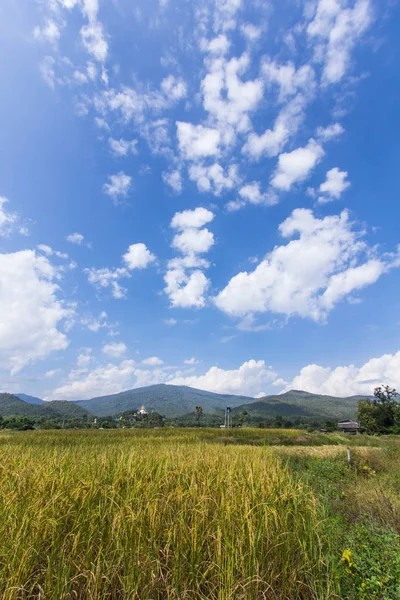 Golden rice field with Thai temple on the mountain — Stock Photo, Image