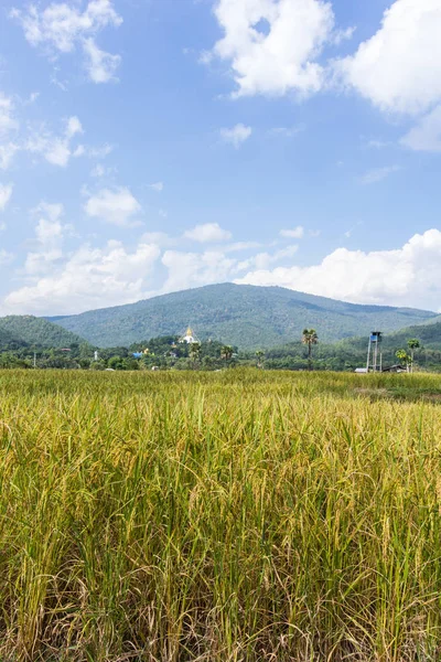 Złoty ryż pola z Tajlandii świątyni na górze — Zdjęcie stockowe