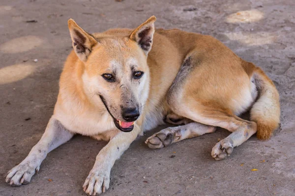 Tay sokak köpeği, evde beslenen hayvan — Stok fotoğraf