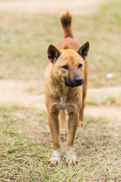 Kuru ot Tay sokak köpeği — Stok fotoğraf