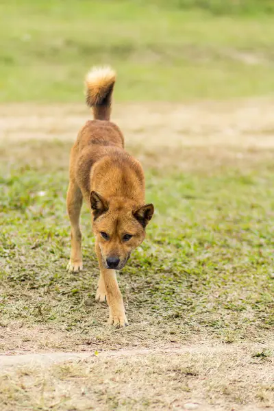 Tailandês cão vadio na grama seca — Fotografia de Stock