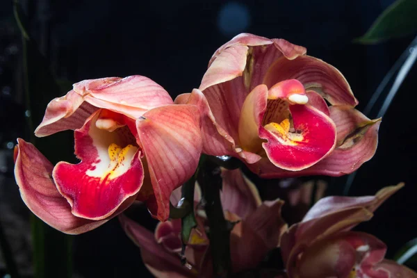 Siyah zemin üzerine kırmızı cymbidium göl kenarında — Stok fotoğraf