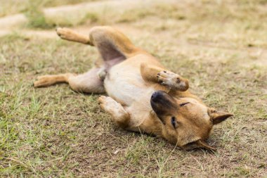 kuru ot Tay sokak köpeği