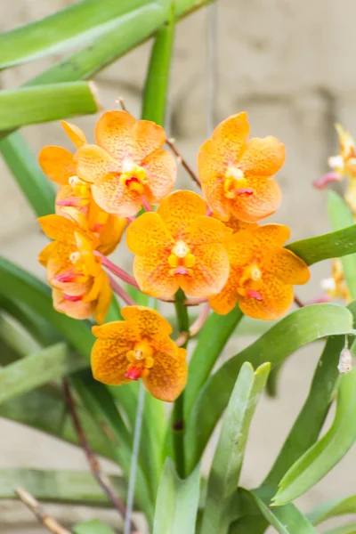 Fleur orange d'orchidée de vanda — Photo