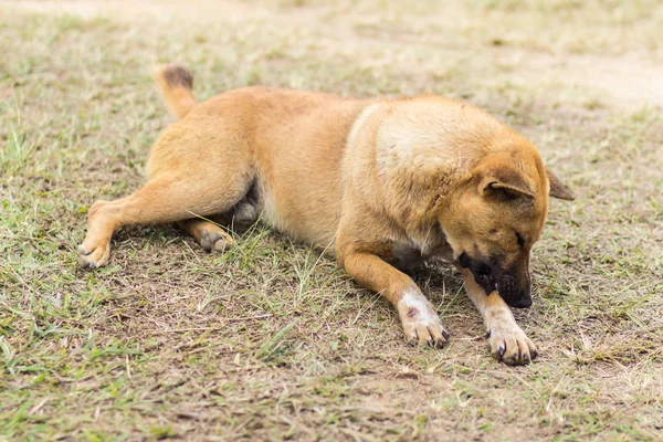 Kuru ot Tay sokak köpeği — Stok fotoğraf