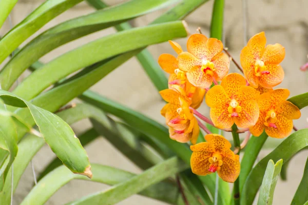 Fleur orange d'orchidée de vanda — Photo
