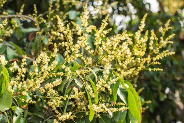 Longan çiçek, Tayland Asya'da tarım