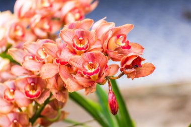 Kırmızı cymbidium çiçek