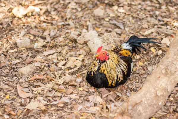 Thai Bantam Pollo, animal —  Fotos de Stock