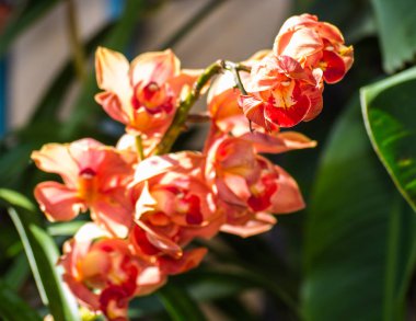 Kırmızı cymbidium çiçek