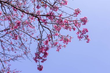 Gökyüzü ile yabani Himalaya kiraz