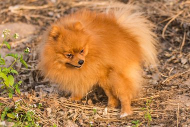 Pomeranian köpek çim