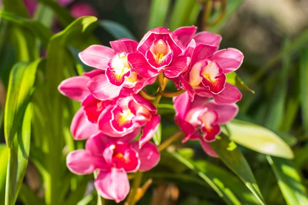 Rode cymbidium bloem — Stockfoto