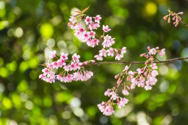 Bokeh, Tay Sakura Çiçeği ile vahşi Himalaya kiraz çiçek