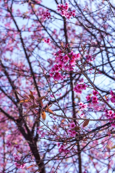 Flor de cereja himalaia selvagem — Fotografia de Stock