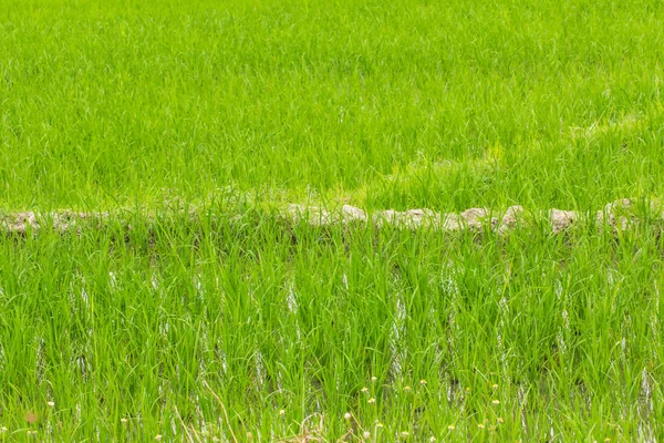 Seedlings Rice field on tropical — Stock Photo, Image