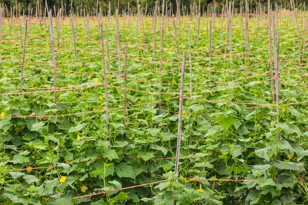 Jardin de concombre en Asie Thaïlande — Photo