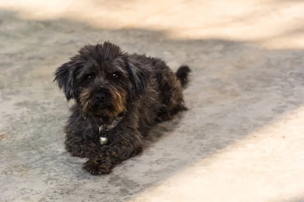 Tailandese nero randagio cane su strada — Foto Stock