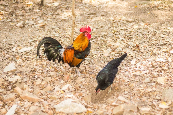 Thai Bantam Chicken, животное — стоковое фото