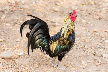 Tay ispenç tavuk, hayvan