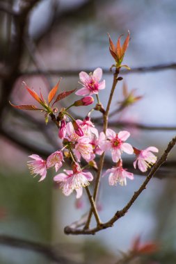 Yabani Himalaya kiraz çiçek kadar kapatın 