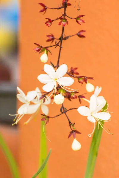 Nodding Clerodendron flower — Stock Photo, Image