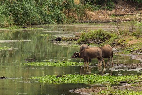 Baffalo i floden, Thailand Asien — Stockfoto