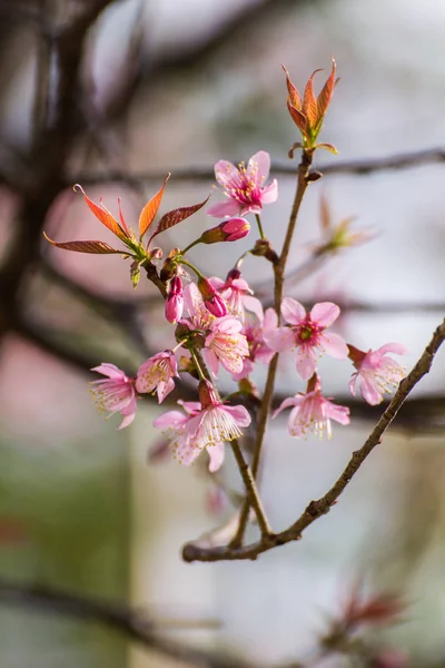 Yabani Himalaya kiraz çiçek kadar kapatın 