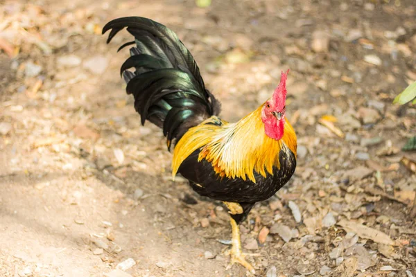 Thai bantam huhn, tier — Stockfoto