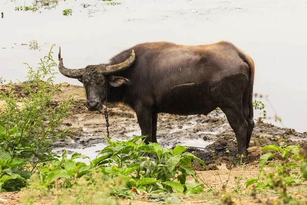 Thai Buffalo mammal — Stock Photo, Image