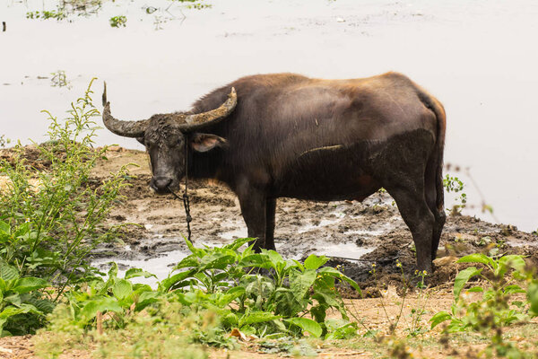 Thai Buffalo mammal