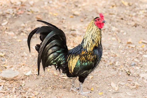 Tay ispenç tavuk, hayvan