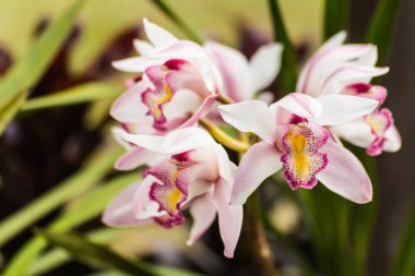 Beyaz cymbidium çiçek