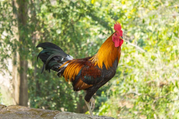 Thailändska Bantam kyckling, djur — Stockfoto