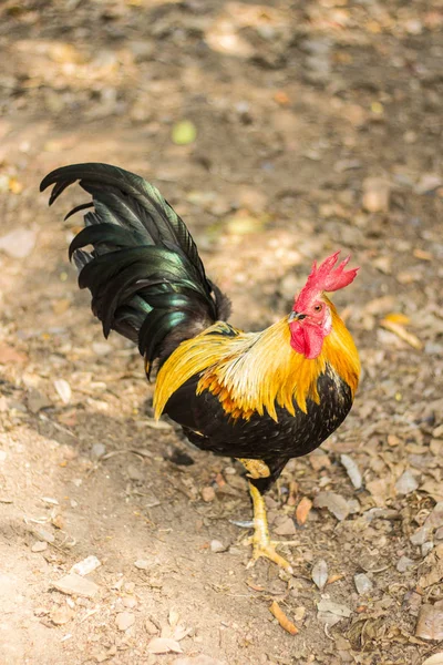 Thailändska Bantam kyckling, djur — Stockfoto