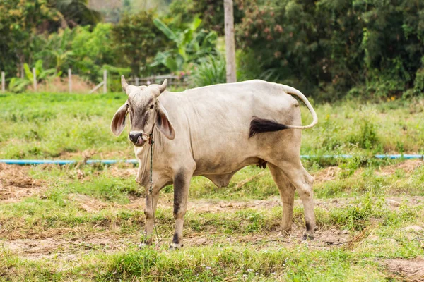 Tailandese mucca in campo — Foto Stock