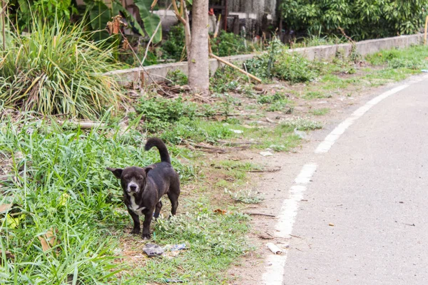 Thai black stray dog — Stock Photo, Image