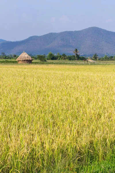 Goldenes Reisfeld mit Stroh in Thailand-Asien — Stockfoto