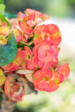 Atatürk milli, dikenli, İsa'nın diken taç