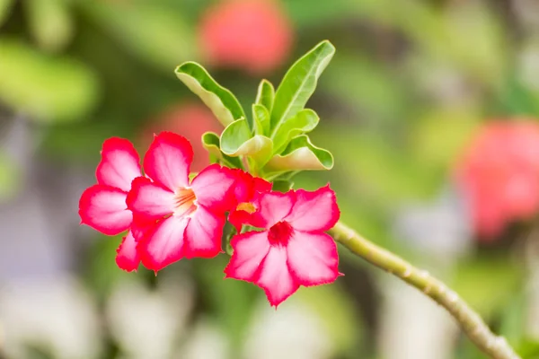 Desert Rose flower, Impala Lily — Stock Photo, Image