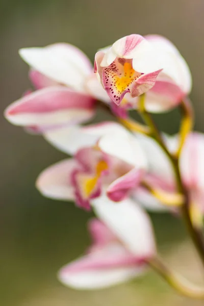 Witte cymbidium bloem — Stockfoto