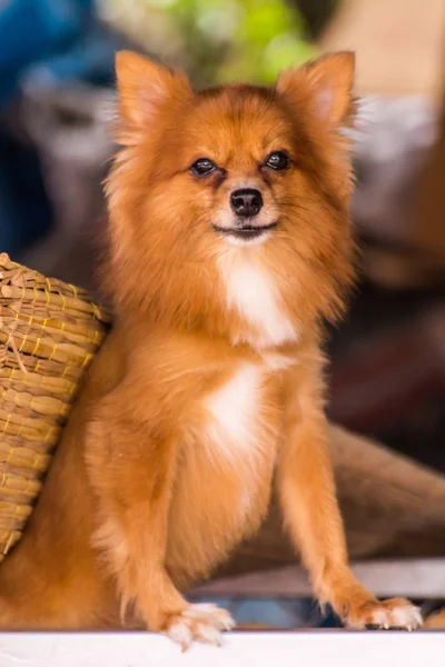 Pomeranian köpek, evde beslenen hayvan — Stok fotoğraf