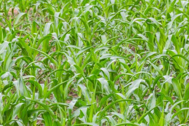 Mısır çiftliği Asya