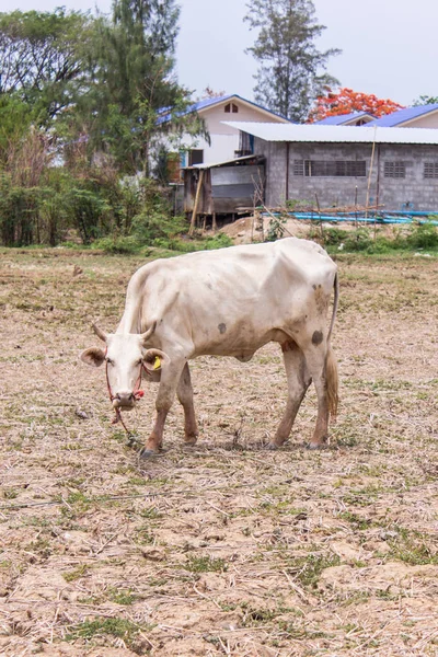 Thai mucca bianca in campo — Foto Stock
