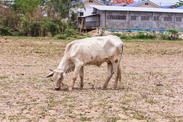 Thai mucca bianca in campo — Foto Stock