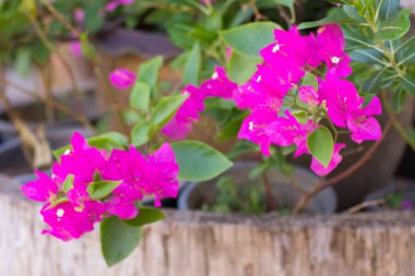 pembe Begonviller çiçek