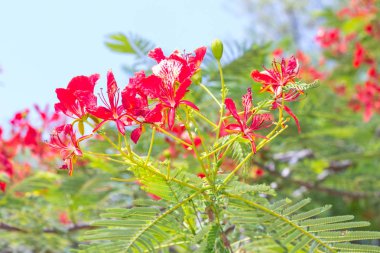 Kırmızı Caesalpinia Pulcherrima çiçek 