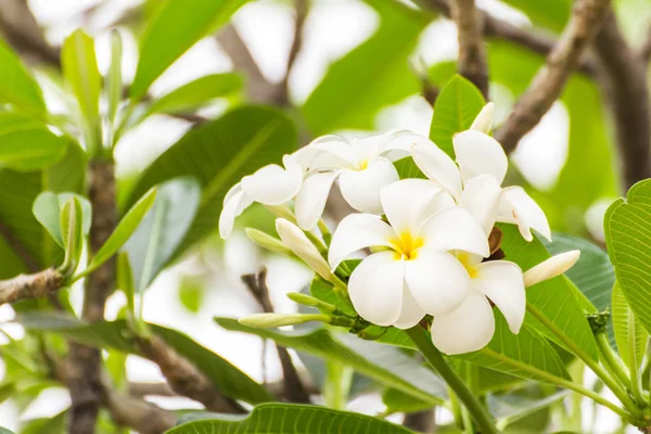 Biały kwiat Frangipani, Plumeria — Zdjęcie stockowe